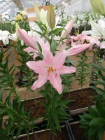 [3260 Catone World B No101.JPG]